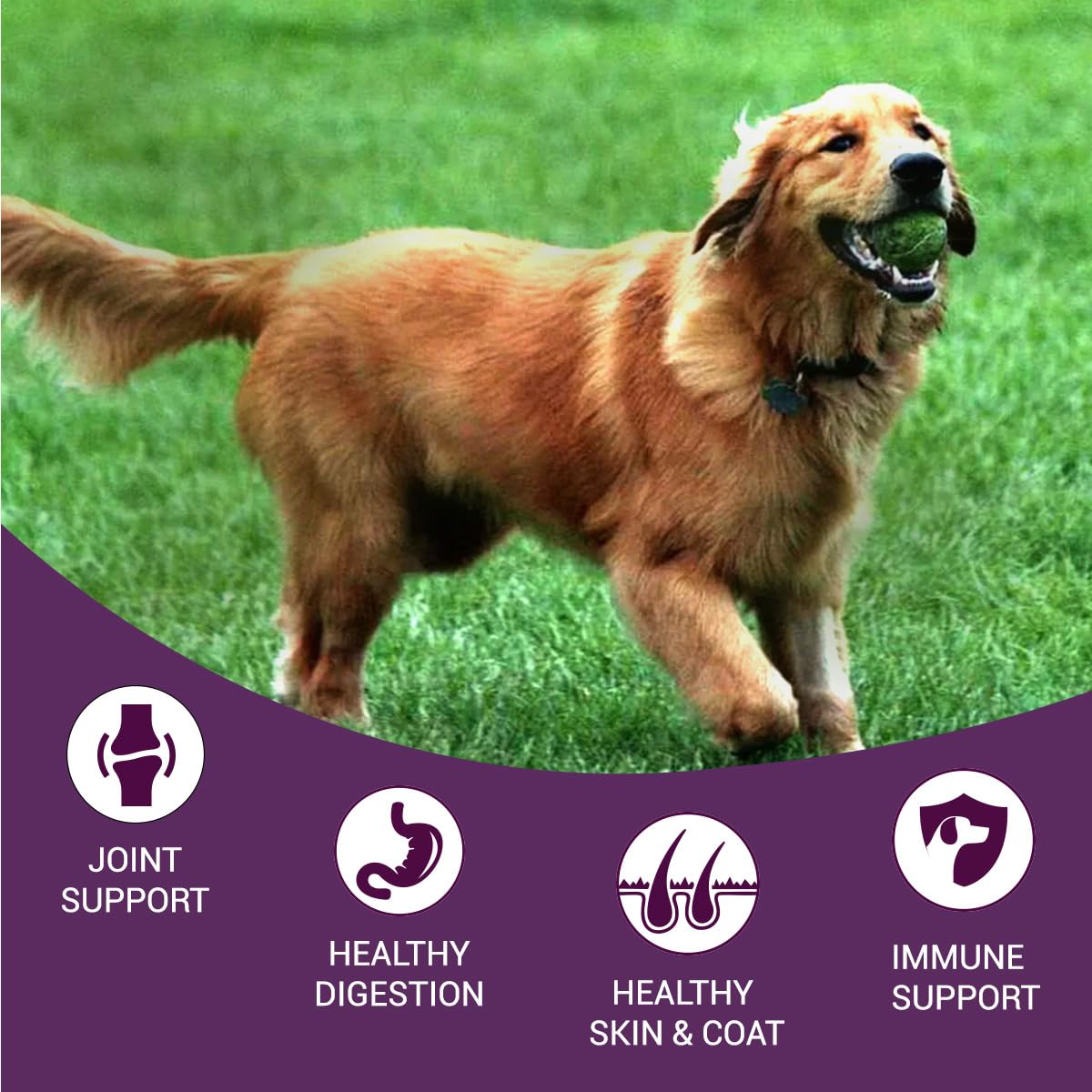 Bowlers Nutrimax Adult Dry Dog Food | Chicken & Vegetables | 3 kg Protein | Smooth Digestion & Healthy Coat | Complete & Balanced Nutrition | Enriched with Essential Amino Acids