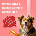 BARK OUT LOUD Protein Bars - Dog Treats with Chicken & Fish | Collagen, No Added Sugar | Pumpkin, High Fiber Snacks for Dogs | Helps Digestion, Muscle Growth & Shiny Coat - 35 GMS Each (Pack of 4)